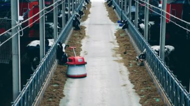 Cow farm with a robotic robot helping to move the hay