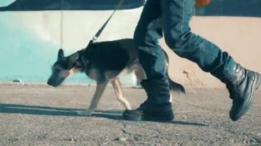 A dog is being led through the city street by a man