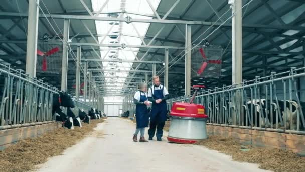 Cow farm with a feed pusher and two specialists walking with it — Stock video