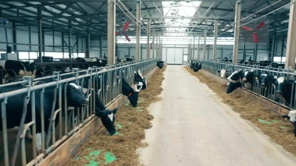 Cow farm with lots of cows eating hay — Stock video