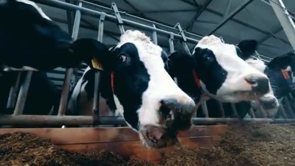 Κοντινό πλάνο των αγελάδων αγροκτήματος αντιμετωπίζει ενώ μάσημα άχυρο — Αρχείο Βίντεο