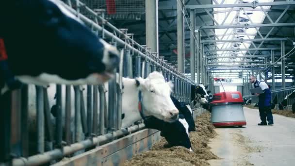 Granja de vacas con un especialista en machos revisando un robot — Vídeos de Stock
