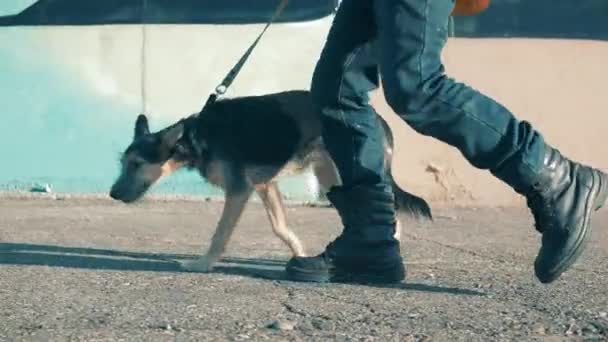A dog is being led through the city street by a man — Stok video