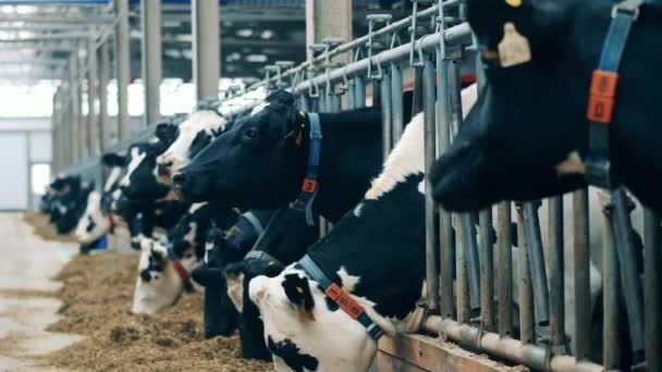 Farm cows are sticking out of the fence and eating — Vídeo de Stock