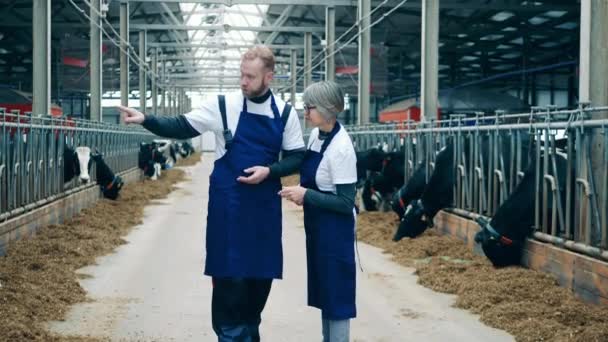 Two farm specialists are talking to each other in the cow farm — Stok Video