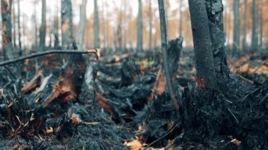Charred trees and bushes in the burnt-out forest