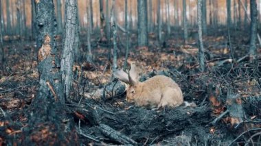 Burnt-out woodland with a wild rabbit digging ground