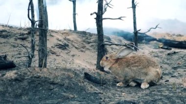 Wild rabbit is sniffing charred trees in burnt-out woods