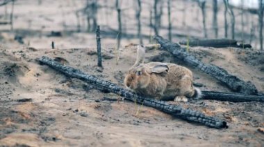 Wild rabbit is chewing grass in the woodland fire zone