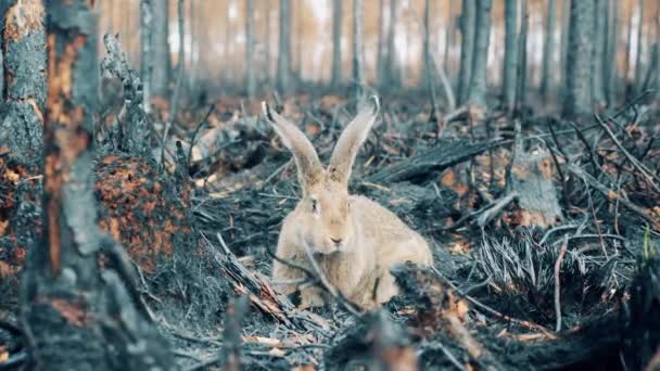 Seekor kelinci adalah mengendus tanah terbakar di zona api — Stok Video