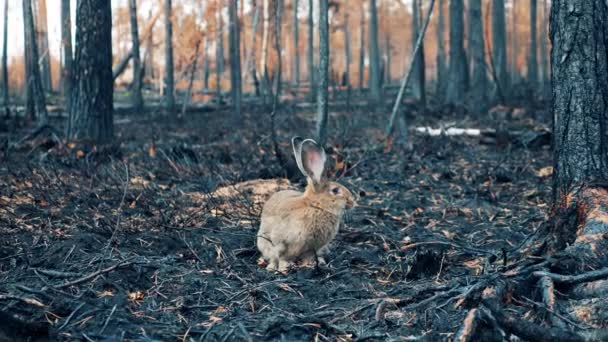 野生のウサギが燃え尽きた森の中で嗅いでいる — ストック動画