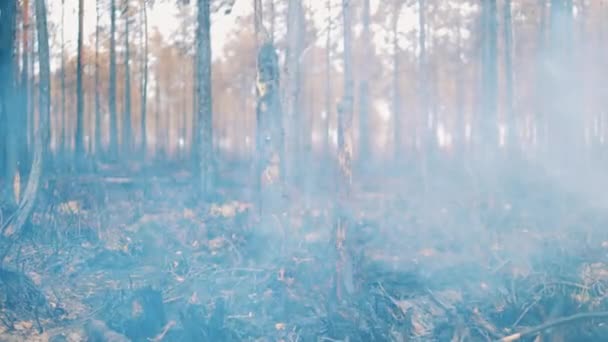 Smoke is surrounding charred trees in the burnt-out woods — Stock videók