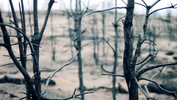 Charred trees in the woodland fire zone — Stock videók