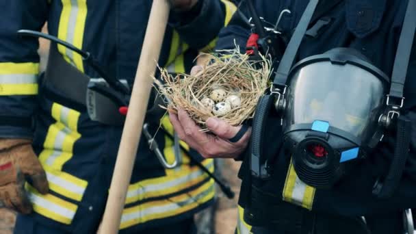 Перепелине гніздо з яйцями, врятованими пожежниками — стокове відео