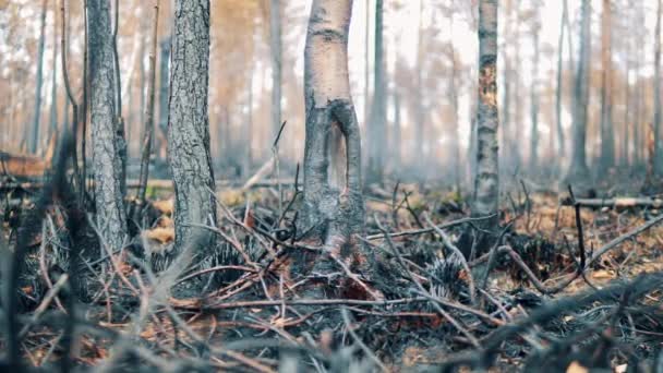 Burnt-out woodland with charred trees and plants — Stok video