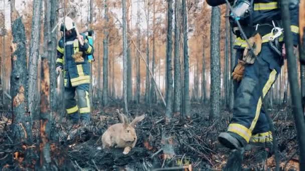 Firemen are rescuing a rabbit in the smoldering woodland — Stockvideo