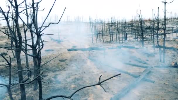 Smoldering woodland with clouds of smoke — Wideo stockowe