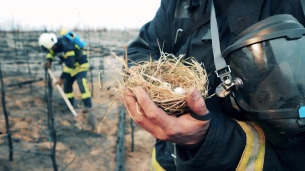 Fireman is holding a rescued quails nest — Vídeo de Stock