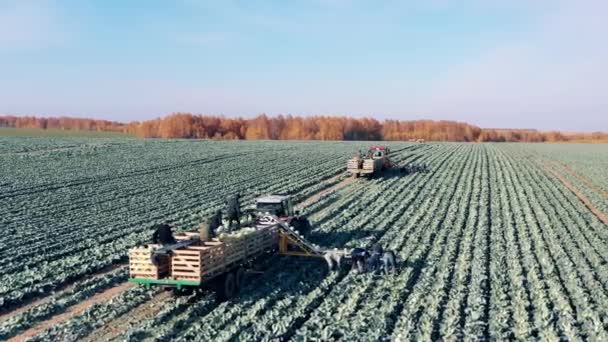 Vast cabbage field is getting reaped by farmers and harvesters — Vídeo de Stock