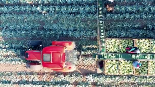 Combine is riding while farmers are loading cabbage into it — Vídeo de Stock