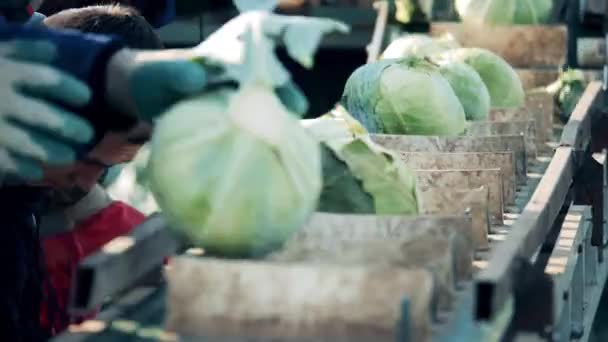 Harvested cabbage is getting put onto the mechanized conveyor — Stockvideo