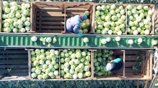 Farmworkers are unloading conveyor with cabbage in a top view — ストック動画