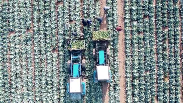 Top view of tractors and farmworkers harvesting cabbage — Stock videók