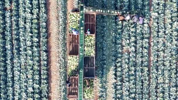 Vista superior de los trabajadores agrícolas recogiendo la col en una cosechadora — Vídeos de Stock