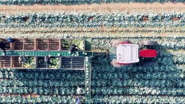 Combine transporter with farmworkers loading cabbage with it — Stok Video