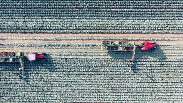 Top view of a field with cabbage getting reaped by combines — Αρχείο Βίντεο