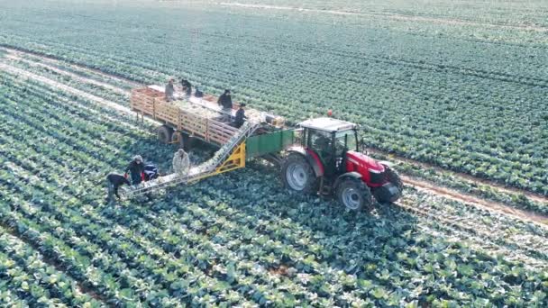 Farmworkers are loading cabbage into the harvesting tractor — 비디오