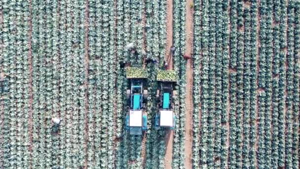 Farmworkers are collecting cabbage into combines in a top view — Stockvideo