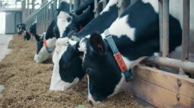 Close up of marked cows eating through the fence