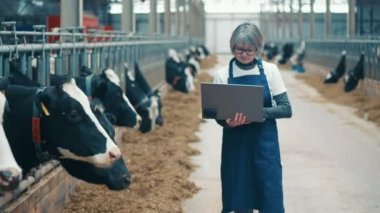 Female expert with a laptop in the cow farm