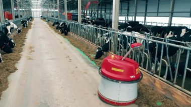 Feed pusher is moving through the animal farm with cows