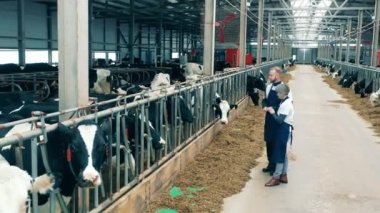 Two experts are observing and discussing farm cows