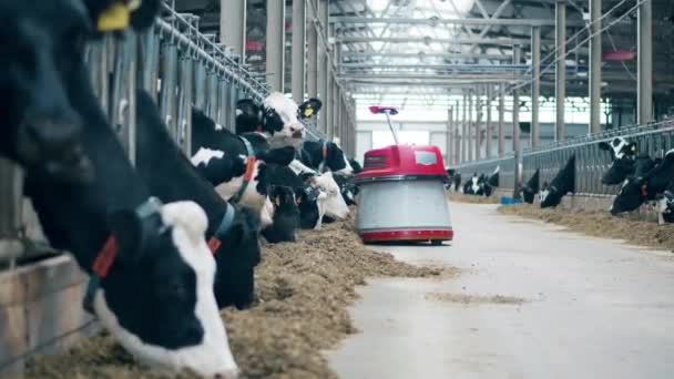 Animal farm with cows and a robotic feed pusher — ストック動画