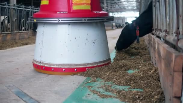 Feed pusher is moving hay closer to the farm cows — Stockvideo
