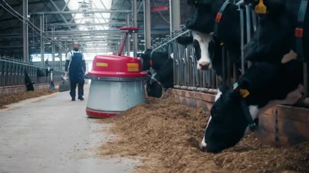 Caminante está caminando por la granja con vacas y un empujador de alimentos — Vídeos de Stock