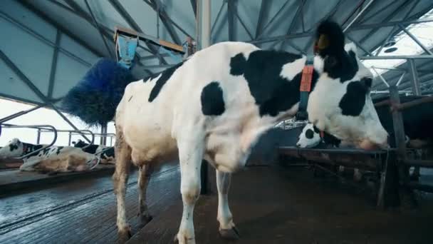 Farm cow is getting brushed with an automated mechanism — Wideo stockowe