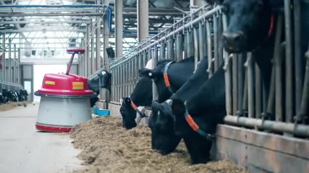 Las vacas están comiendo a través de la valla con un empujador de alimentación moviéndose a lo largo — Vídeos de Stock
