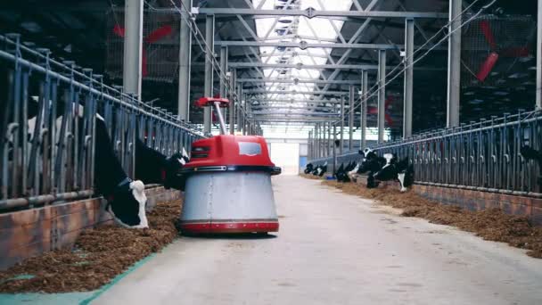 Robotic feed pusher is helping farm cows to eat hay — Stock video