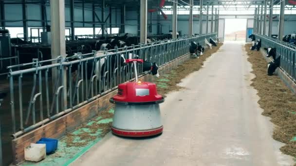 Animal farm with a robotic feed pusher helping cows to eat — ストック動画