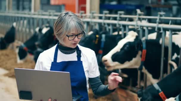 Female specialist is cataloging farm cows into the laptop — Stock video