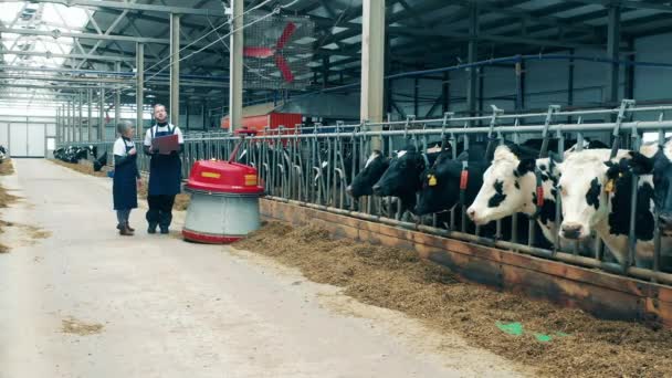Dos especialistas están siguiendo a un empujador de alimentos a través de la granja de vacas — Vídeos de Stock