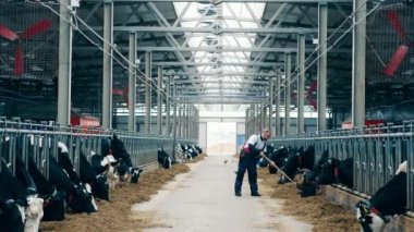 Farmworker is shoveling hay for the cows in the cattle pen