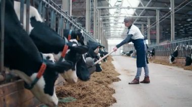 Female farmer is shoveling hay and stroking cows