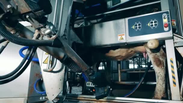 Robotic machine is milking a farm cow — 图库视频影像