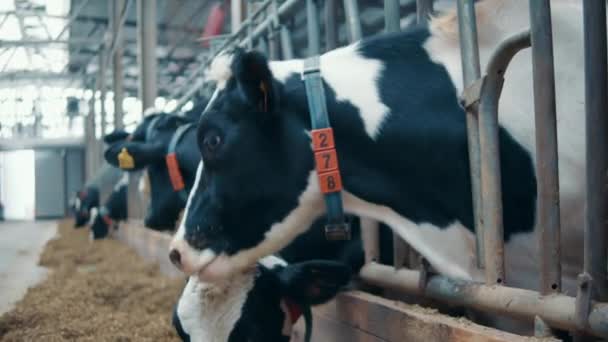 Vaca lascada está comendo feno no chão das fazendas — Vídeo de Stock