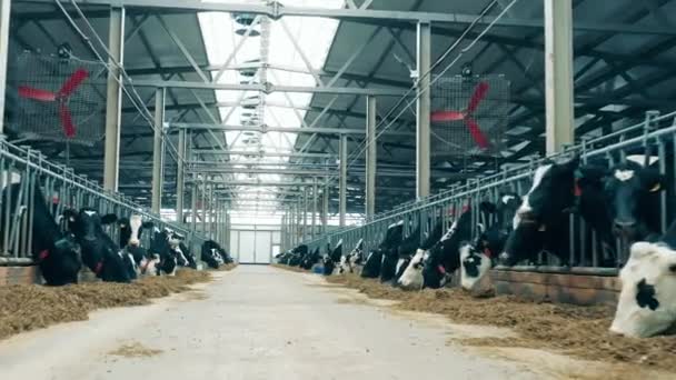 Les vaches mangent du foin dans la ferme avec un passage entre elles — Video